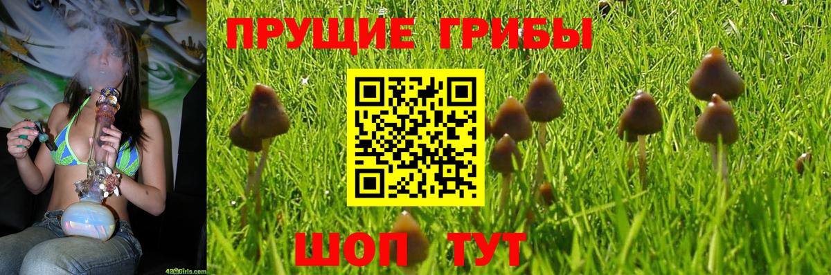 Псилоцибиновые грибы Cubensis Майкоп
